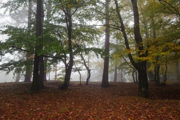Naklejka premium Autumn forest with fog