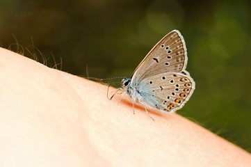 Little blue butterfly