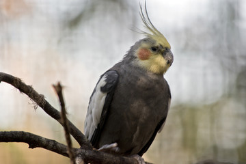 cockatiel