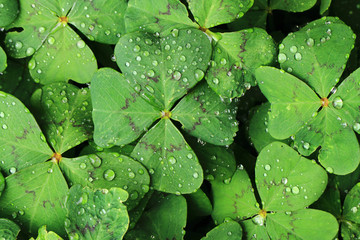 fourleaves with water drops