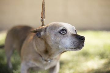 Timid puppy looking up