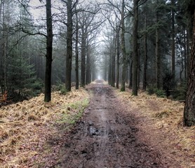 Obraz premium Forest path the veluwe