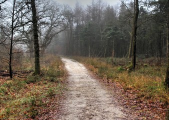 Fototapeta na wymiar Forest path the veluwe