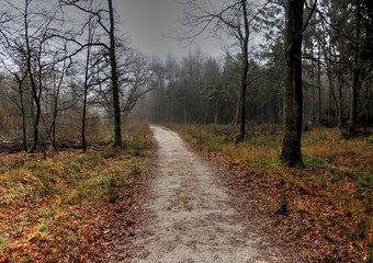 Obraz premium Forest path the veluwe