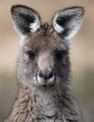 Portrait of a kangaroo, Snowy Mountains, New South Wales, Australia