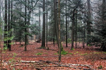 Forest path the veluwe