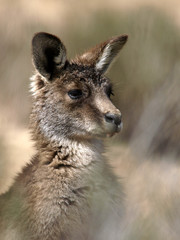 Portrait of a kangaroo, Snowy Mountains, New South Wales, Australia