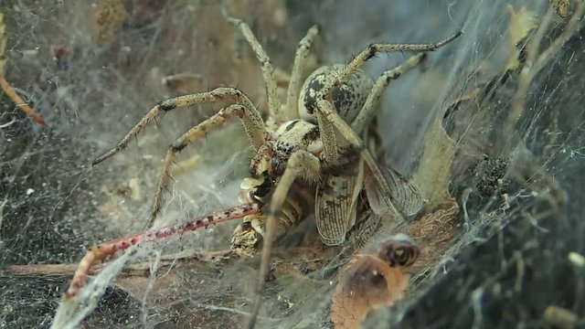 Yellow spider and its prey on its silk web 