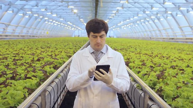 Specialist seriously looking at the screen in the greenhouse industry. A man in a white robe and sterile gloves stands and holds a black wireless electronic device for calculating temperature and