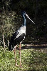 black necked stork female
