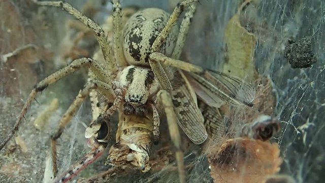 Yellow spider sucking the juice from a locust, closer frame