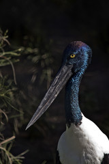 black necked stork