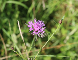 Greater knapweed