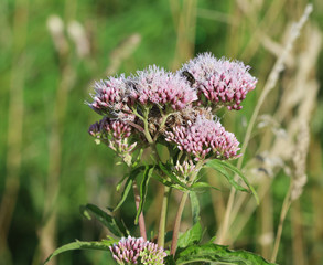 hemp-agrimony (Eupatorium cannabinum)