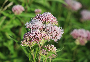hemp-agrimony (Eupatorium cannabinum)