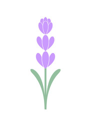 Fototapeta na wymiar Lavender flower. Isolated lavender on white background