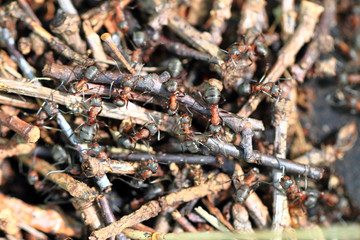 ants in the anthill