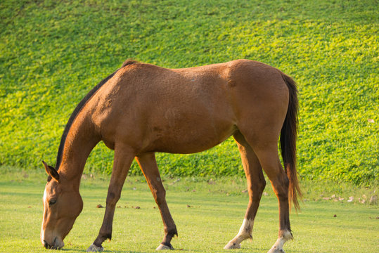 Horse is eating a grass