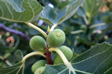 fig tree