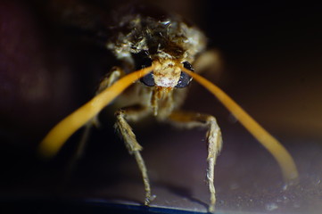 insect macro