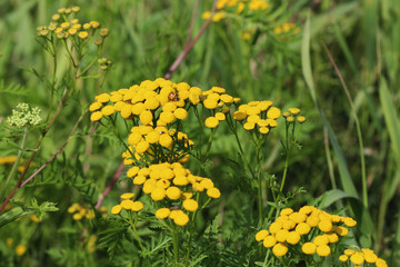 Fototapeta premium Tansy (Tanacetum vulgare) 