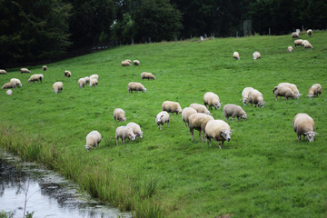 Herd of sheep