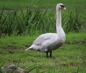 Mute swan