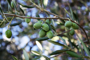 olive tree