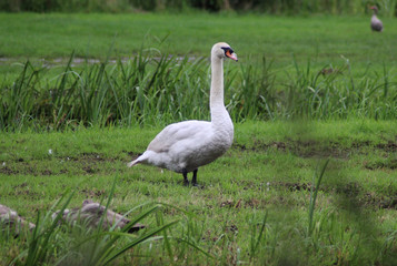 Mute swan