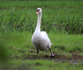 Mute swan