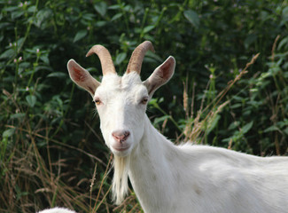 White milk goat