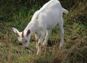Obraz premium White milk goat