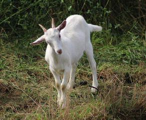 Obraz premium White milk goat