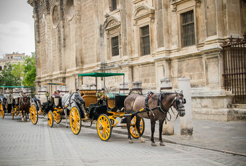 Horse in Seville