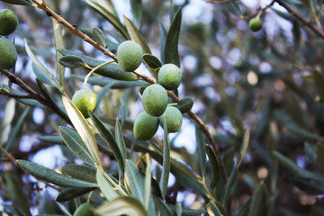 olive tree