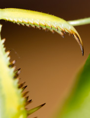 The paw of a green mantis in nature