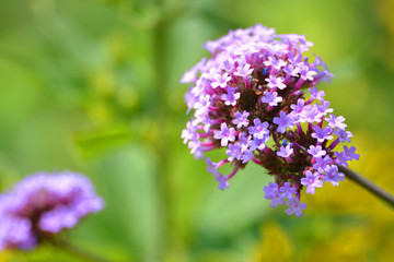 Obraz premium fleur