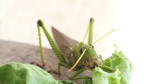Gafanhoto Gigante comendo Alface