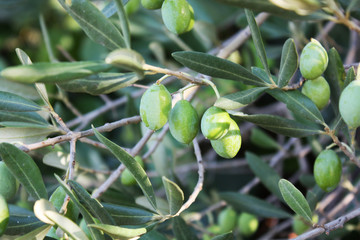 olive tree