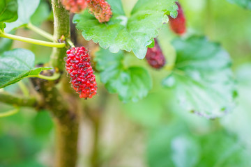 Mulberry fruit on the tree