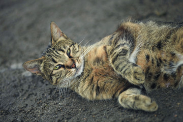 striped lying cat