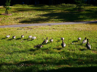 Ducklings on Campus at ANU, Australia
