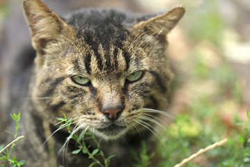 striped grey cat