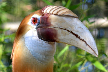 oiseau
