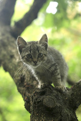 cute grey kitten sitting on tree