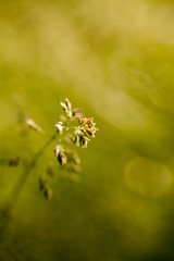 Green plants isolated on natural background with beautiful bokeh and contour light
