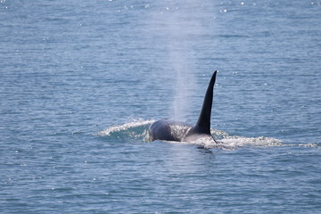 Fototapeta premium Frei lebender Killerwal (Orca) in Alaska, Seward