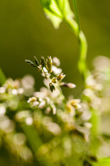 Green plants isolated on natural background with beautiful bokeh and contour light
