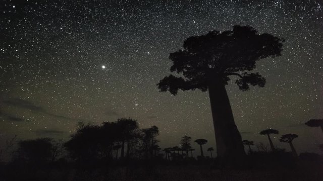 Timelapse of the starry sky with baobab tree, Madagascar