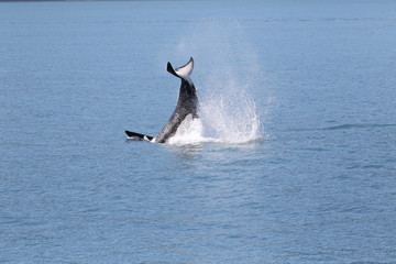 Naklejka premium Frei lebender Killerwal (Orca) in Alaska, Seward